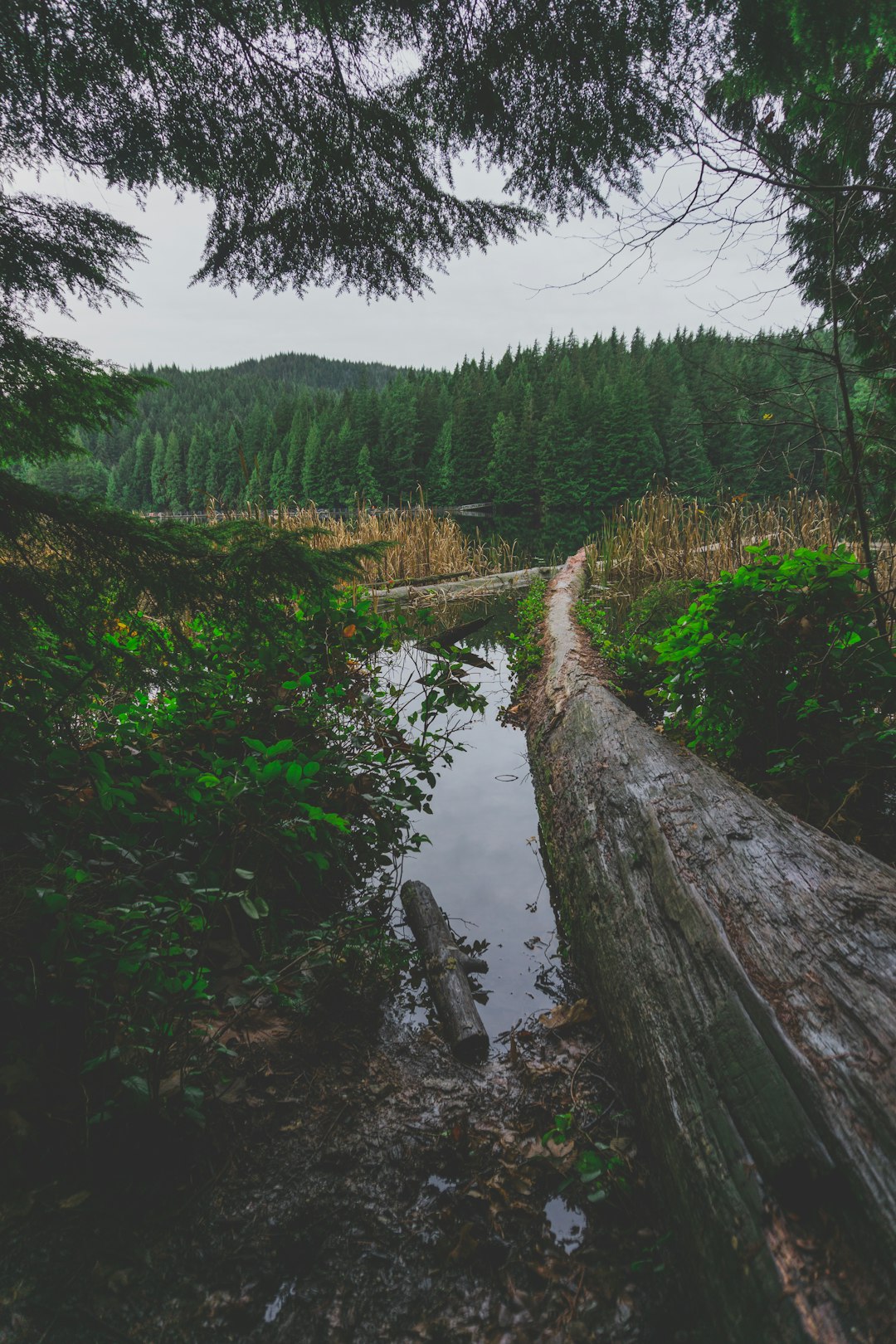 our-mission-01 a log laying across a small stream in a forest xrw tcjknbc Business Directory