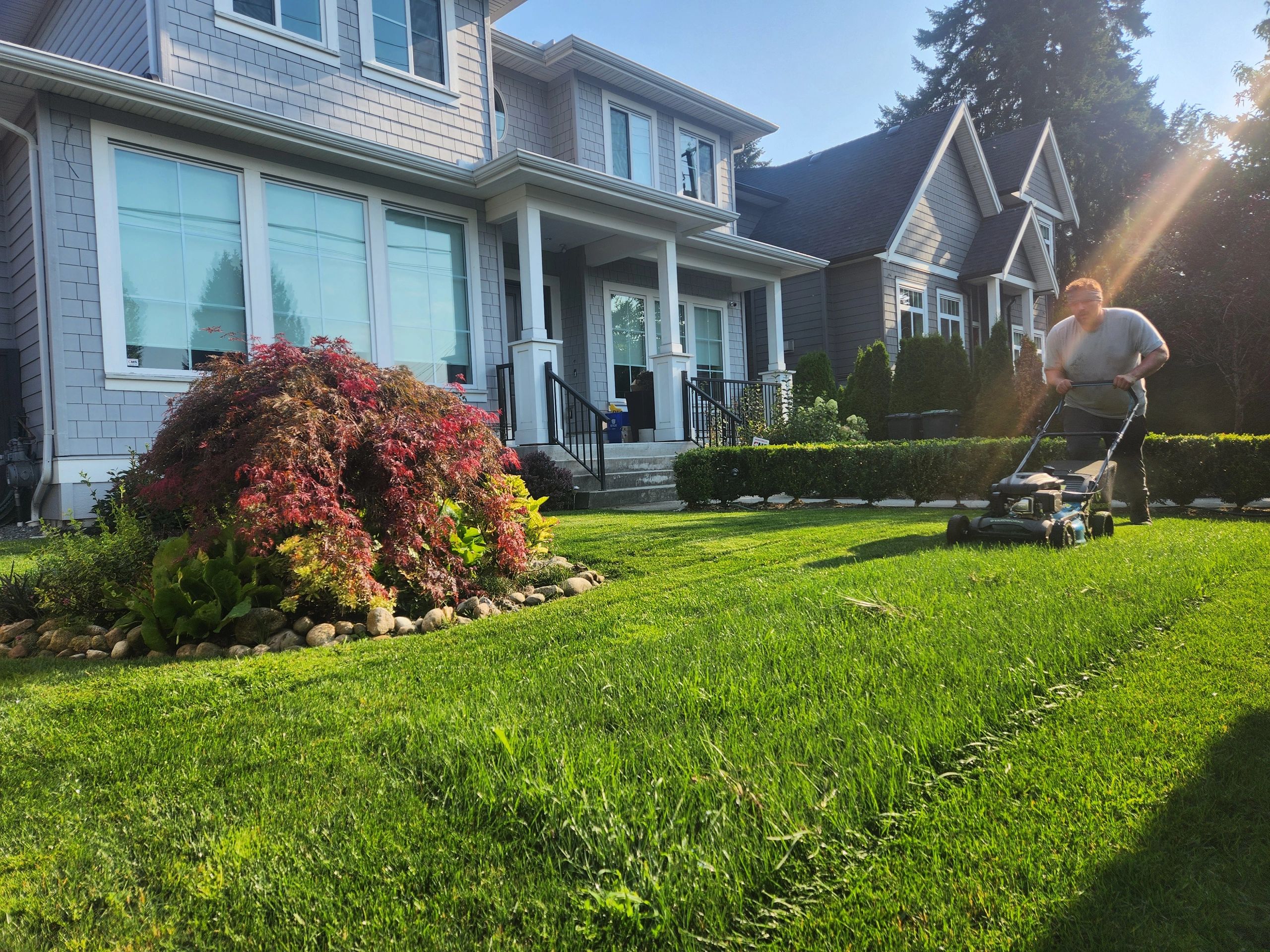 A person mowing a well-maintained green lawn in front of a modern two-story house in Burnaby, with a red Japanese maple tree and landscaped shrubs in the foreground