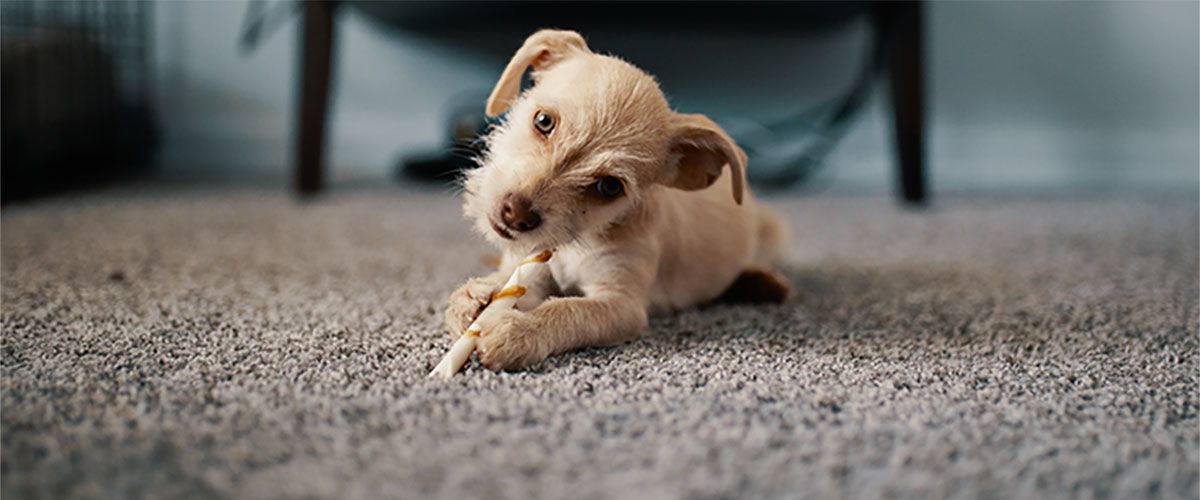 Small tan and white dog lying on gray carpet in an indoor setting