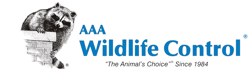 AAA Wildlife Control logo featuring a raccoon with tagline 'The Animal's Choice Since 1984' - wildlife control services in Burnaby