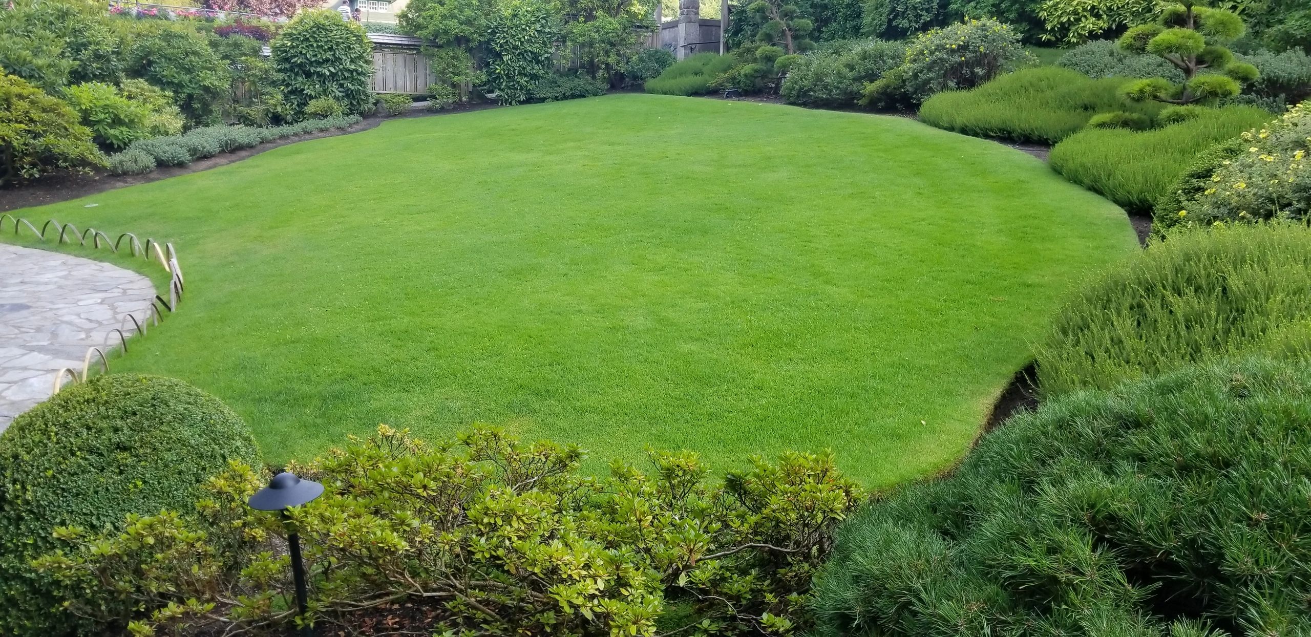 Lush green lawn with ornamental grasses and shrubs in a Burnaby residential garden design