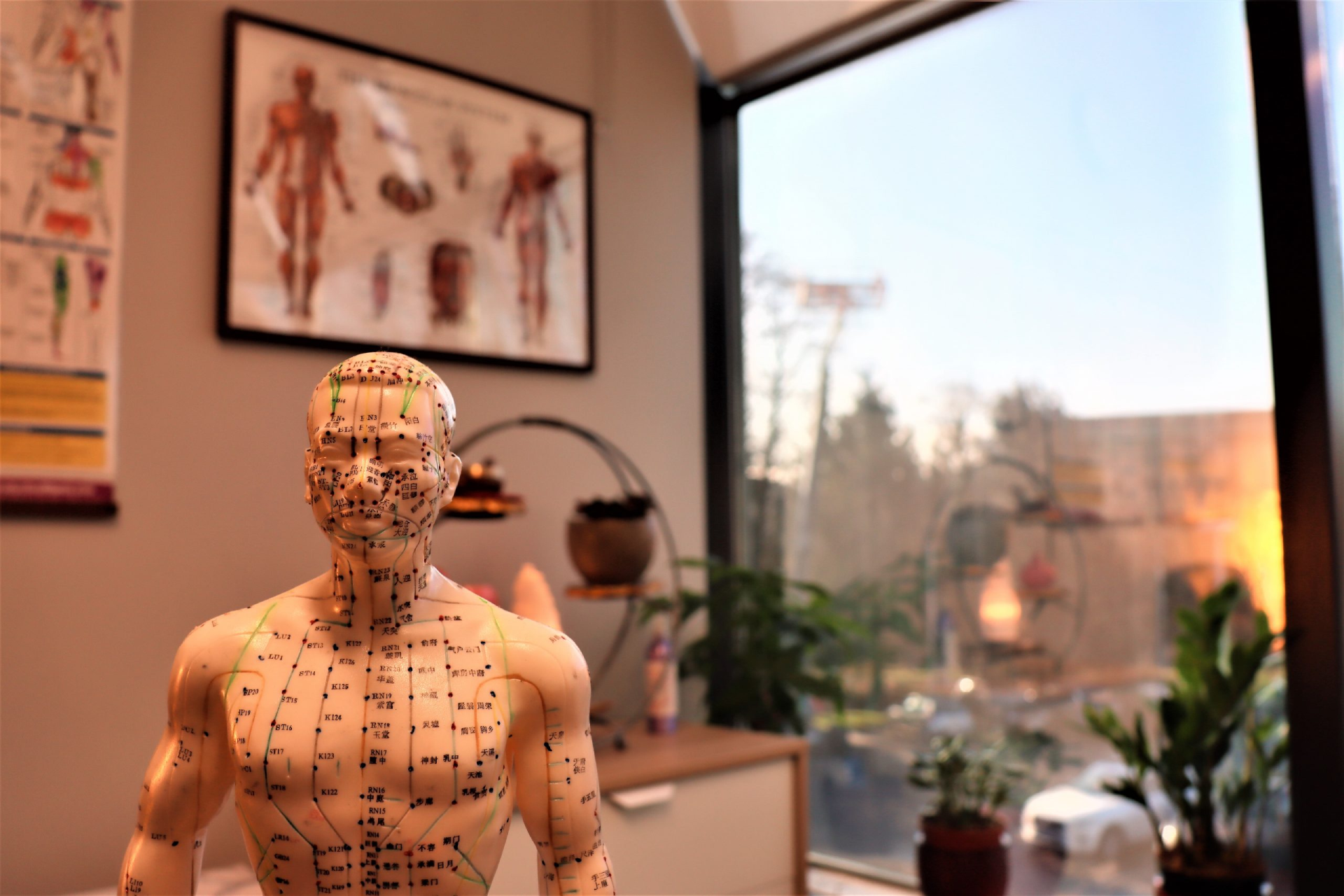 Traditional acupuncture meridian model in a modern Burnaby physiotherapy clinic with anatomical charts and city views