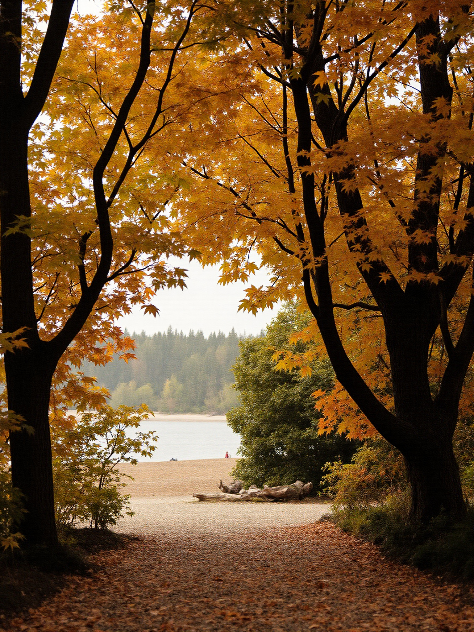 deerlakepark sec1 burnaby Deer Lake Park Burnaby: The Complete Guide Shadbolt Centre for the Arts