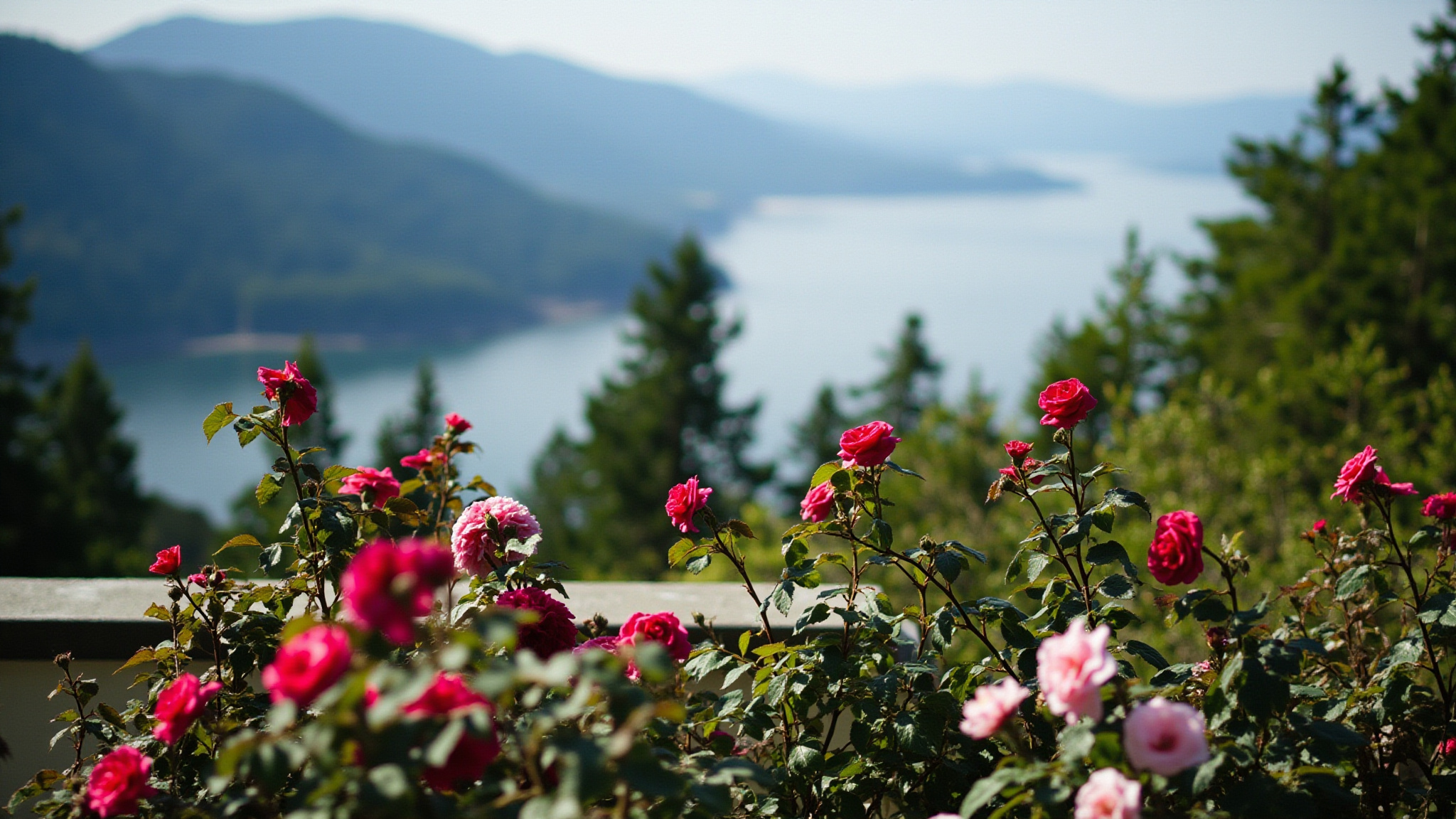 burnaby mountain sfu rosegarden Burnaby Mountain and SFU: The Complete Guide The Lookout and Views Over Burrard Inlet