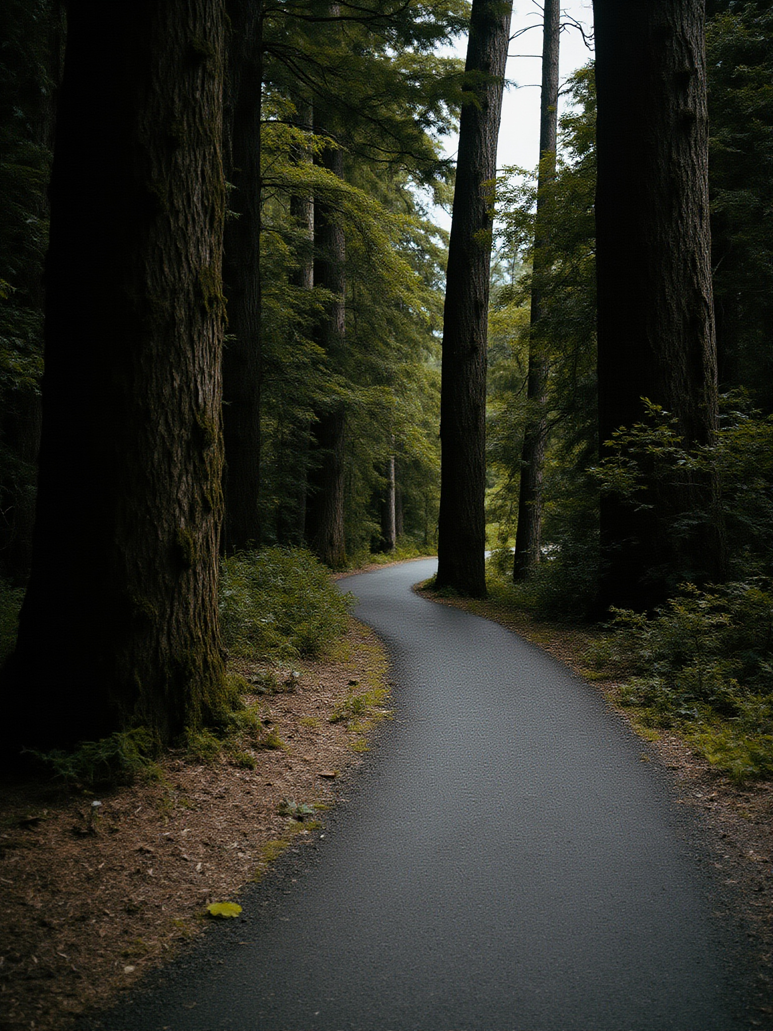 burnaby mountain sfu trail Burnaby Mountain and SFU: The Complete Guide The Conservation Area and Playground of the Gods