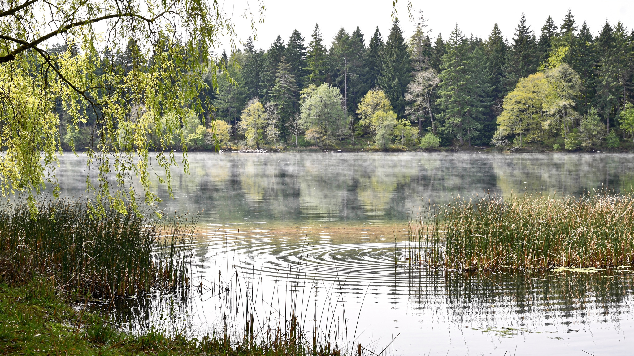 burnabylake featured Burnaby Lake Regional Park: The Complete Guide Calm wetland shoreline with reeds and willow branches at Burnaby Lake Regional Park