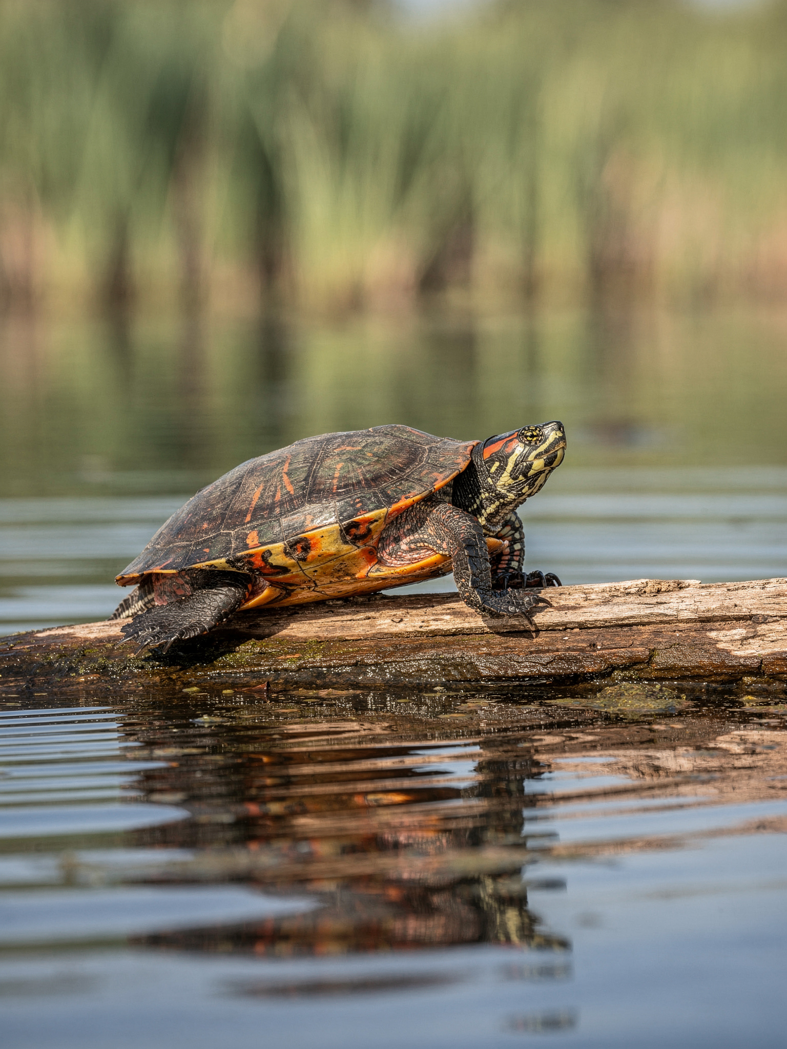 burnabylake painted turtle Burnaby Lake Regional Park: The Complete Guide Piper Spit and the Nature House