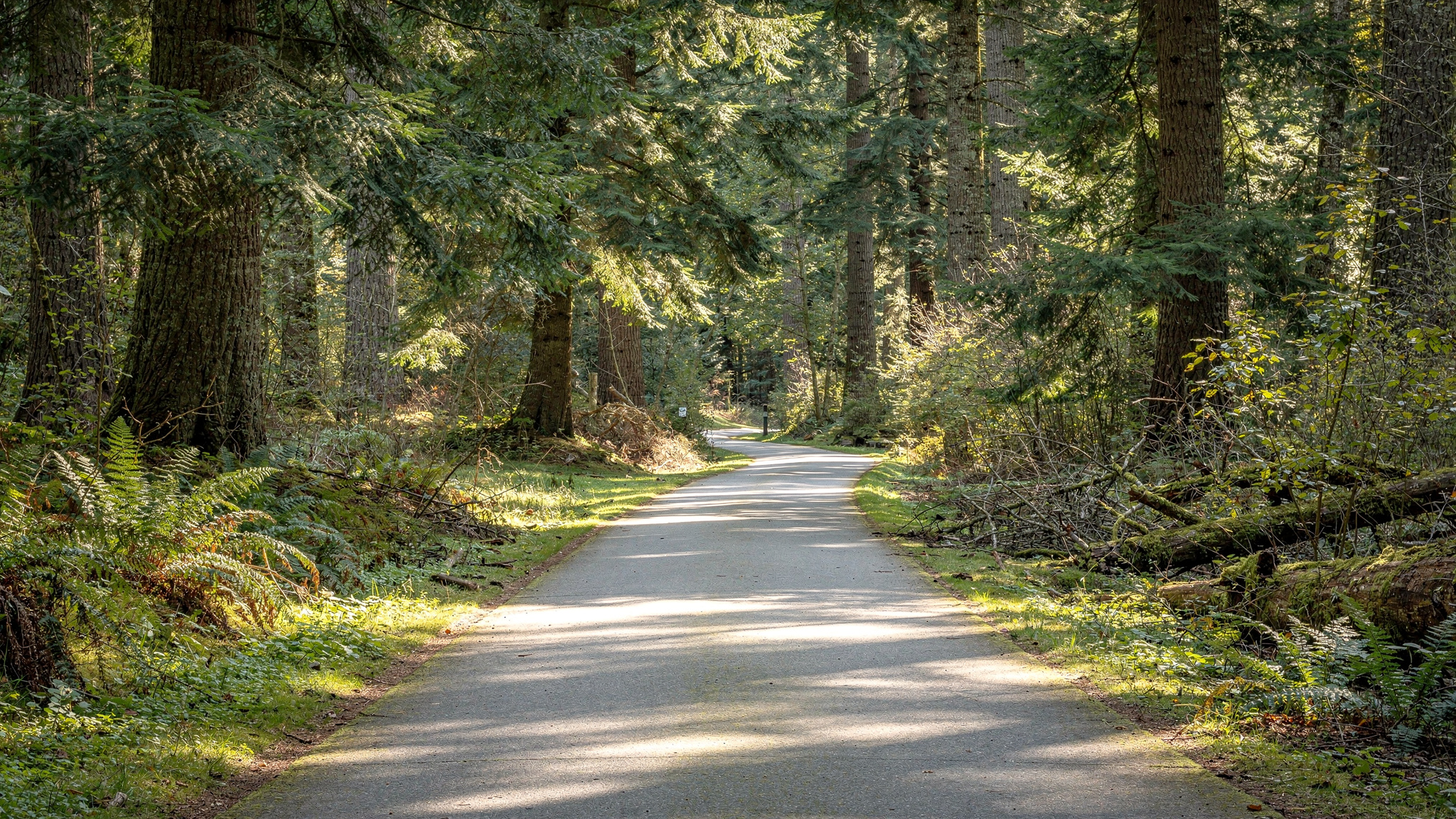 Central Park Burnaby: Urban Forest, Trails, and Recreation