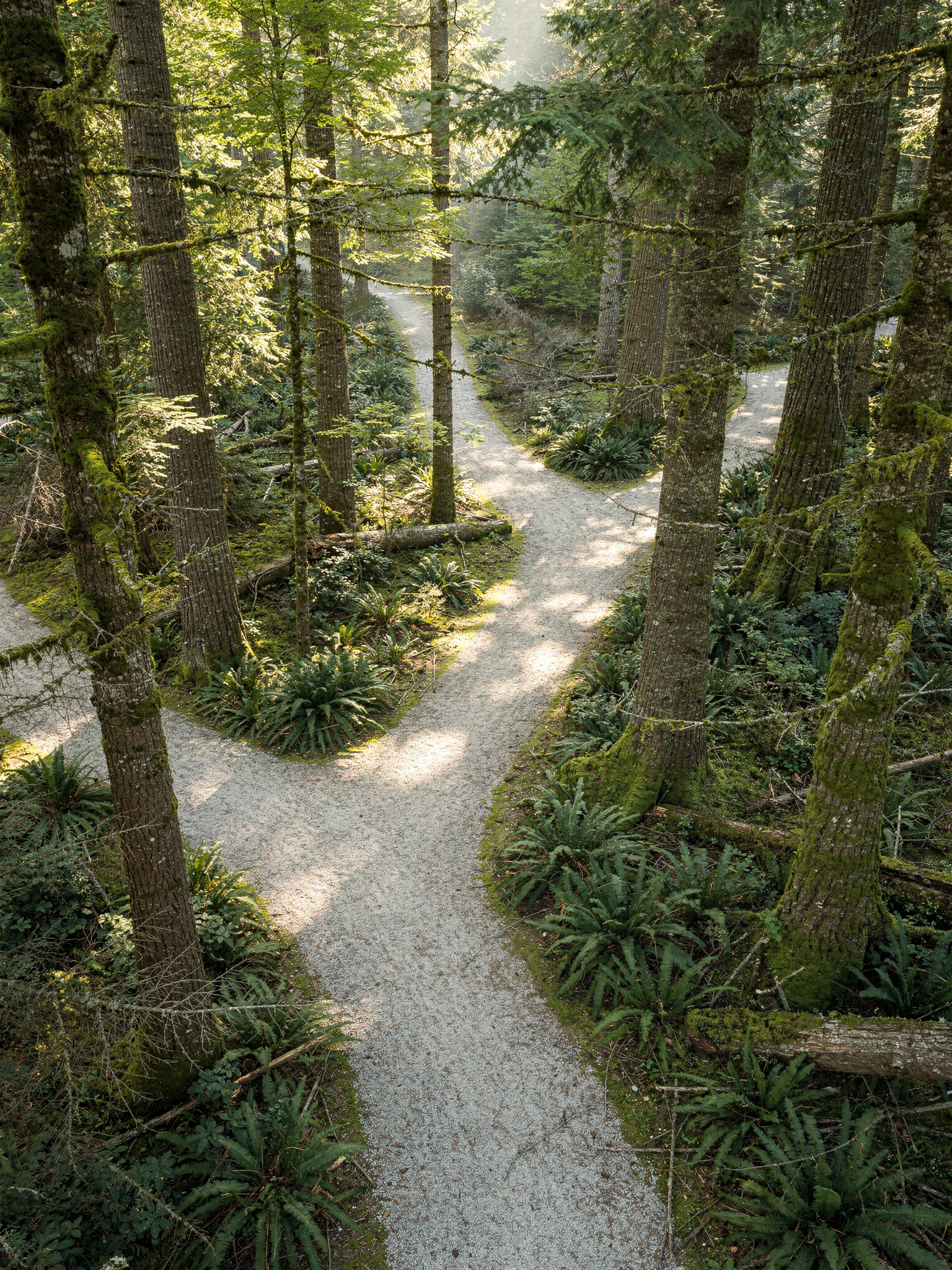 Trail Network Through Douglas Fir Forest