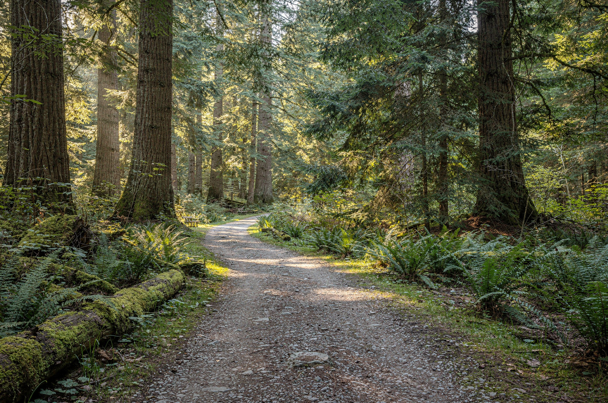 local shopping nature reserve pathway in forest v2 Your Guide to Free Outdoor Fitness Trails in Burnaby BC local shopping nature reserve pathway in forest