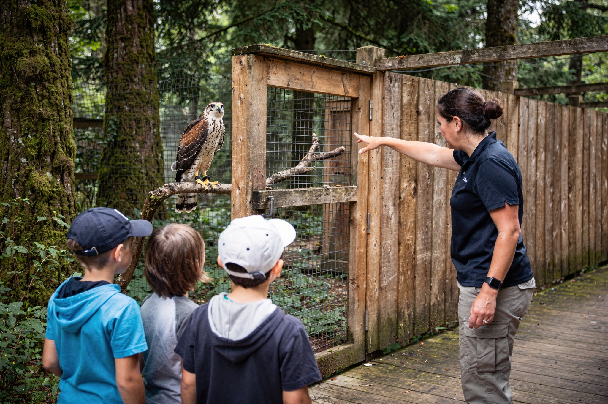 nature interpreter showing hawk to kids burnaby lake nature house v2 Educational Fun for Kids: Burnaby BC nature interpreter showing hawk to kids burnaby lake nature house v2 Educational Fun for Kids: Burnaby BC