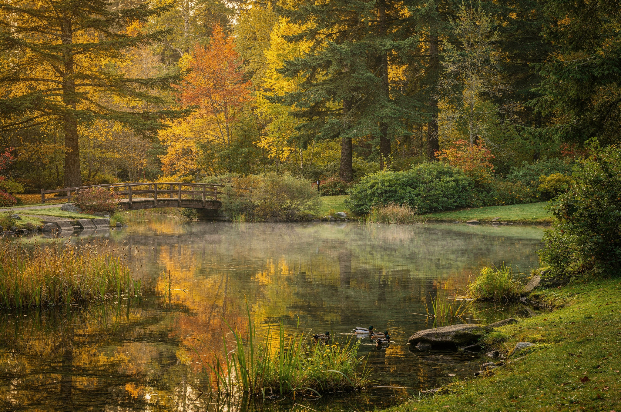 wooden bridge misty forest pond central park v2 Burnaby BC Photo Spots: Beautiful Views wooden bridge over misty forest pond in Central Park